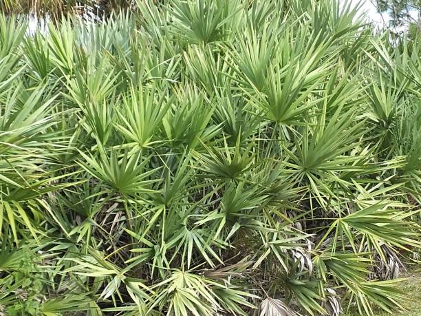 Saw Palmetto
